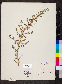 Amaranthus albus image