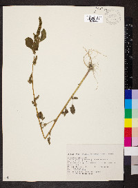 Amaranthus hybridus image