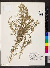 Amaranthus mitchellii image