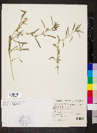 Amaranthus muricatus image