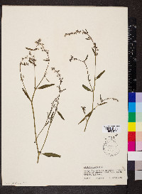 Atriplex patula image