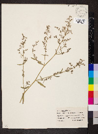 Atriplex patula image