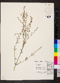 Atriplex patula image