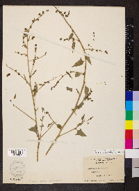 Atriplex prostrata image