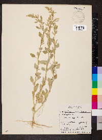 Atriplex argentea image