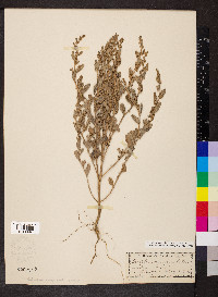 Atriplex cristata image