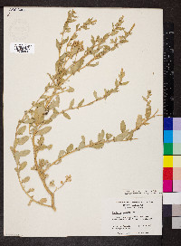 Atriplex cristata image