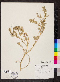 Atriplex cristata image