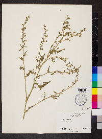 Atriplex patula image