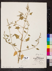 Atriplex prostrata image