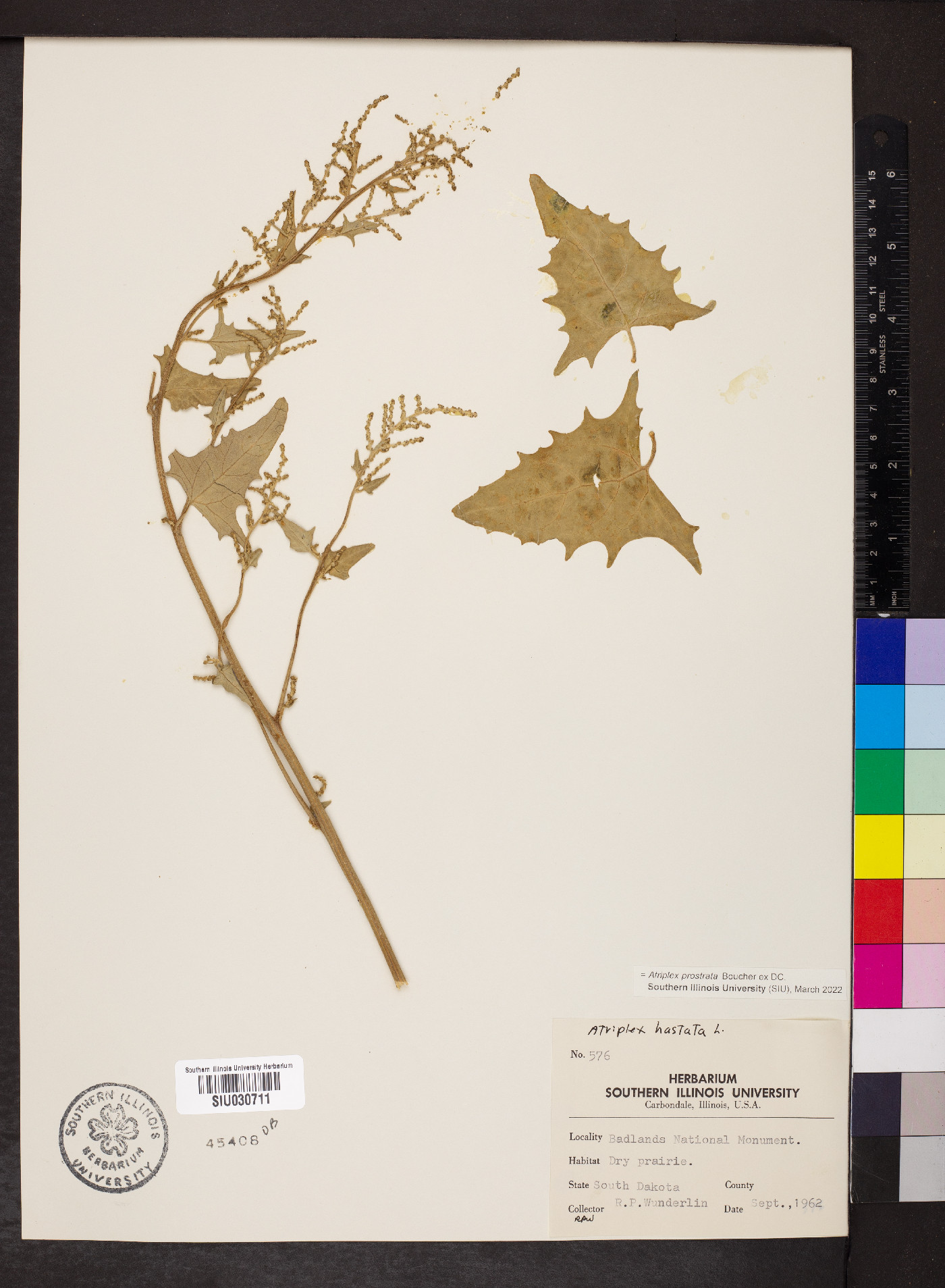 Atriplex prostrata image
