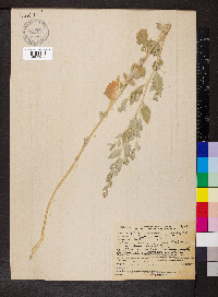 Atriplex rosea image