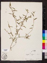 Atriplex rosea image