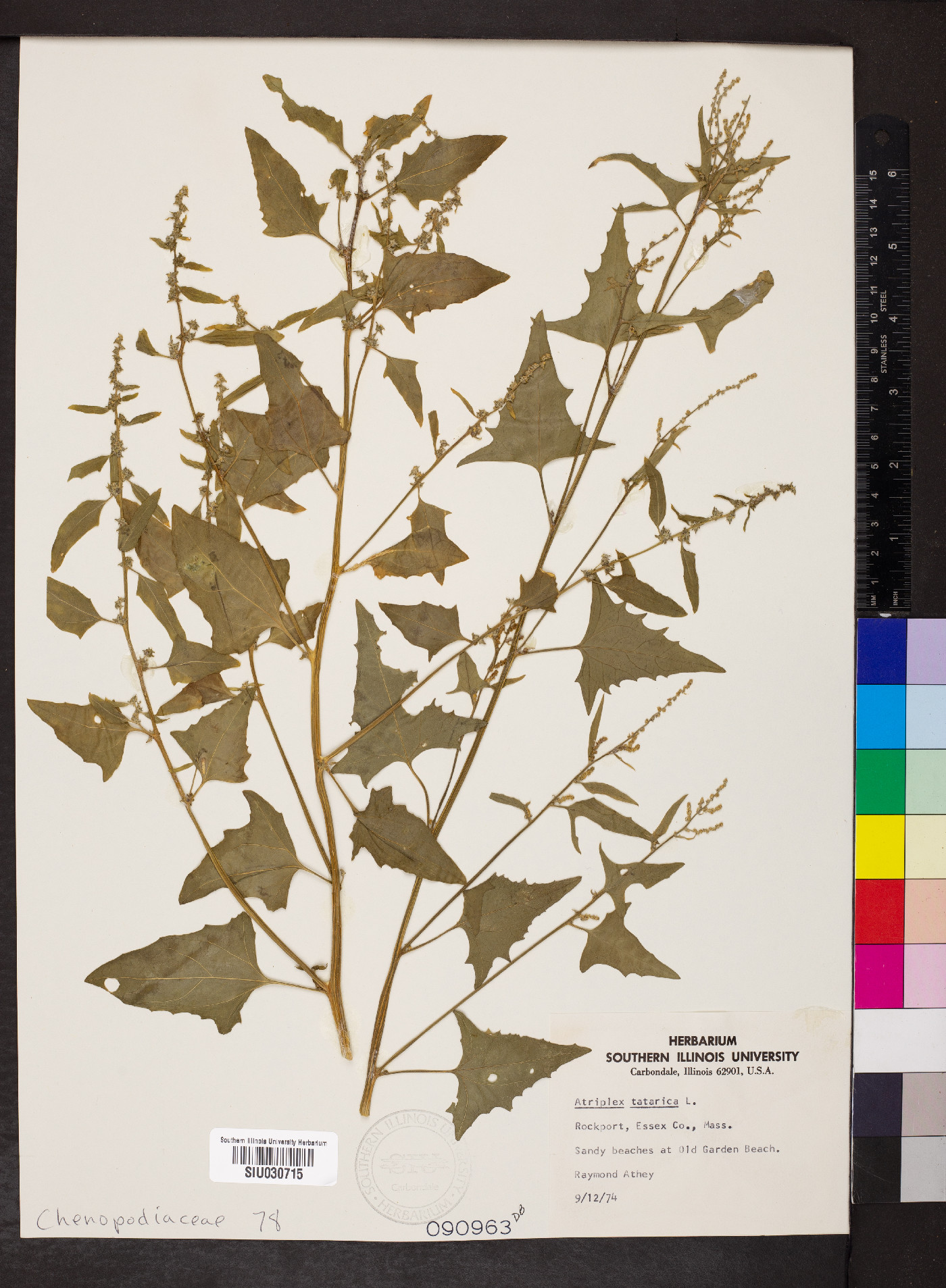 Atriplex tatarica image