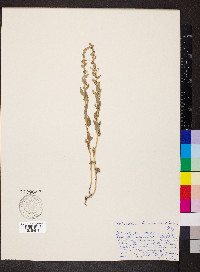 Atriplex truncata image