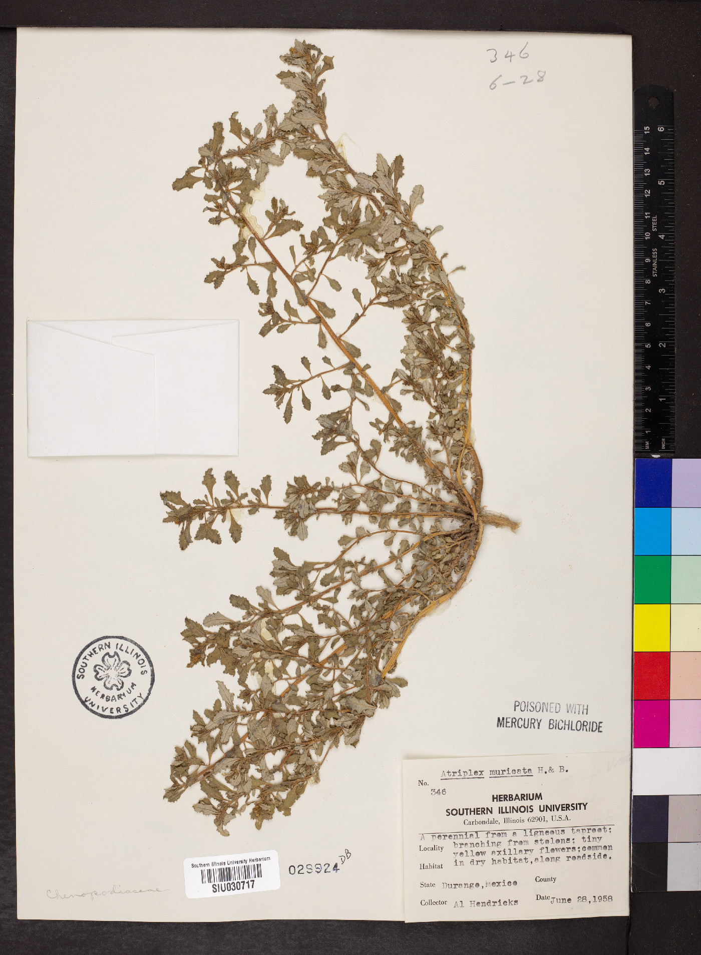 Atriplex muricata image