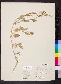 Atriplex portulacoides image