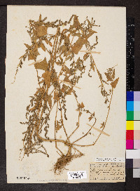 Atriplex prostrata image