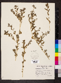 Atriplex semibaccata image