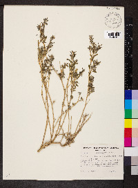 Atriplex semibaccata image