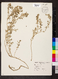 Atriplex semibaccata image