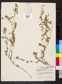 Atriplex semibaccata image