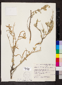 Atriplex vesicaria image