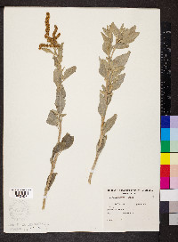 Atriplex cinerea image