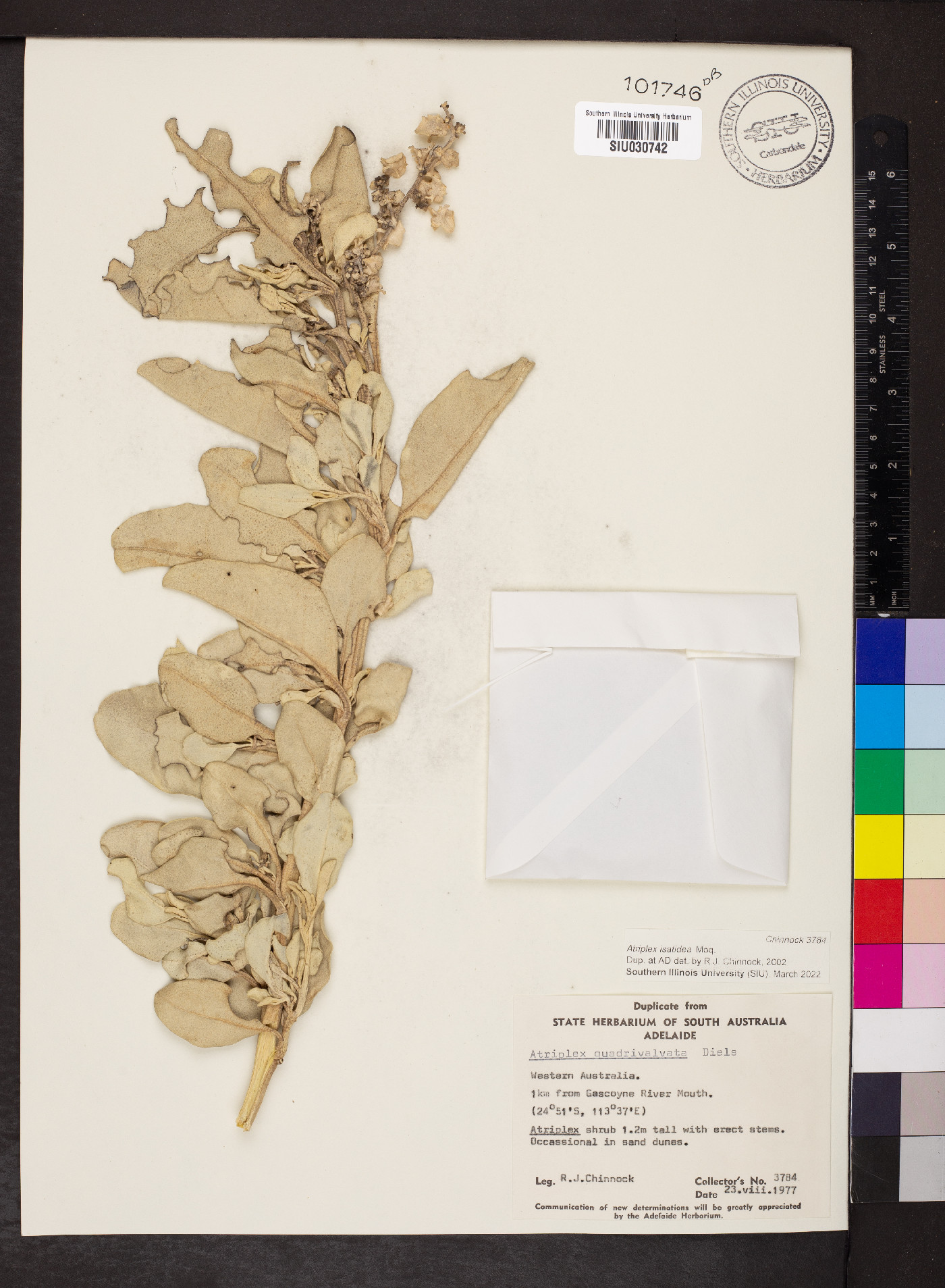 Atriplex quadrivalvata image