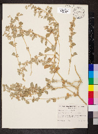 Atriplex limbata image