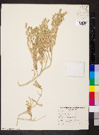 Atriplex leptocarpa image