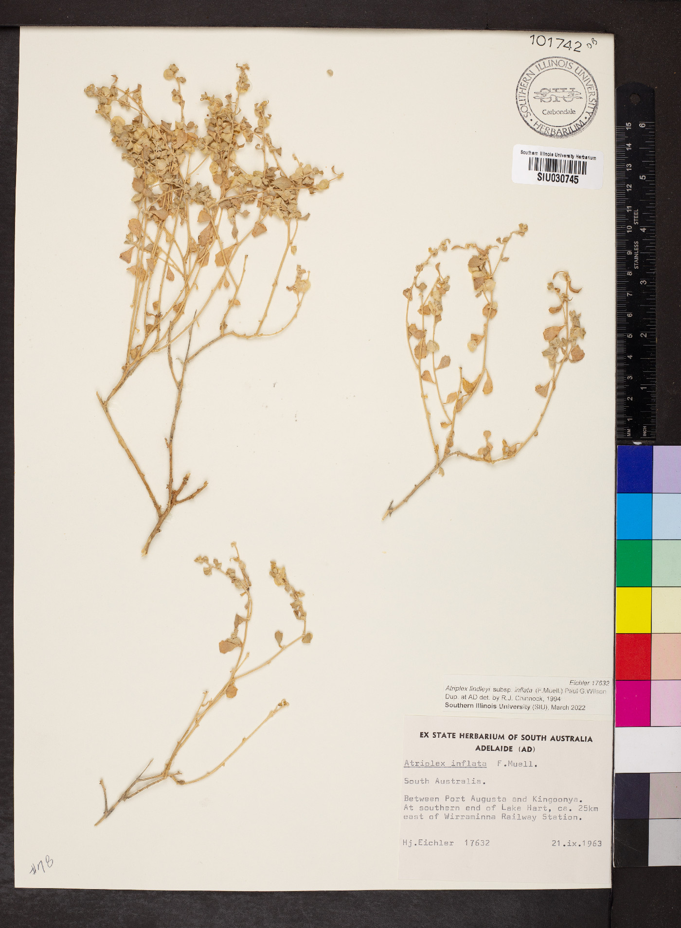 Atriplex lindleyi subsp. inflata image