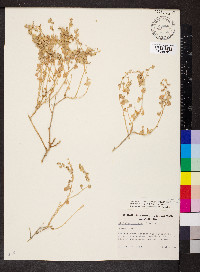 Atriplex lindleyi image