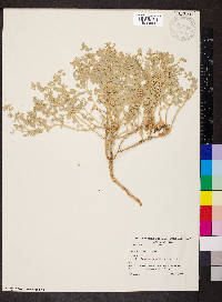 Atriplex lindleyi image