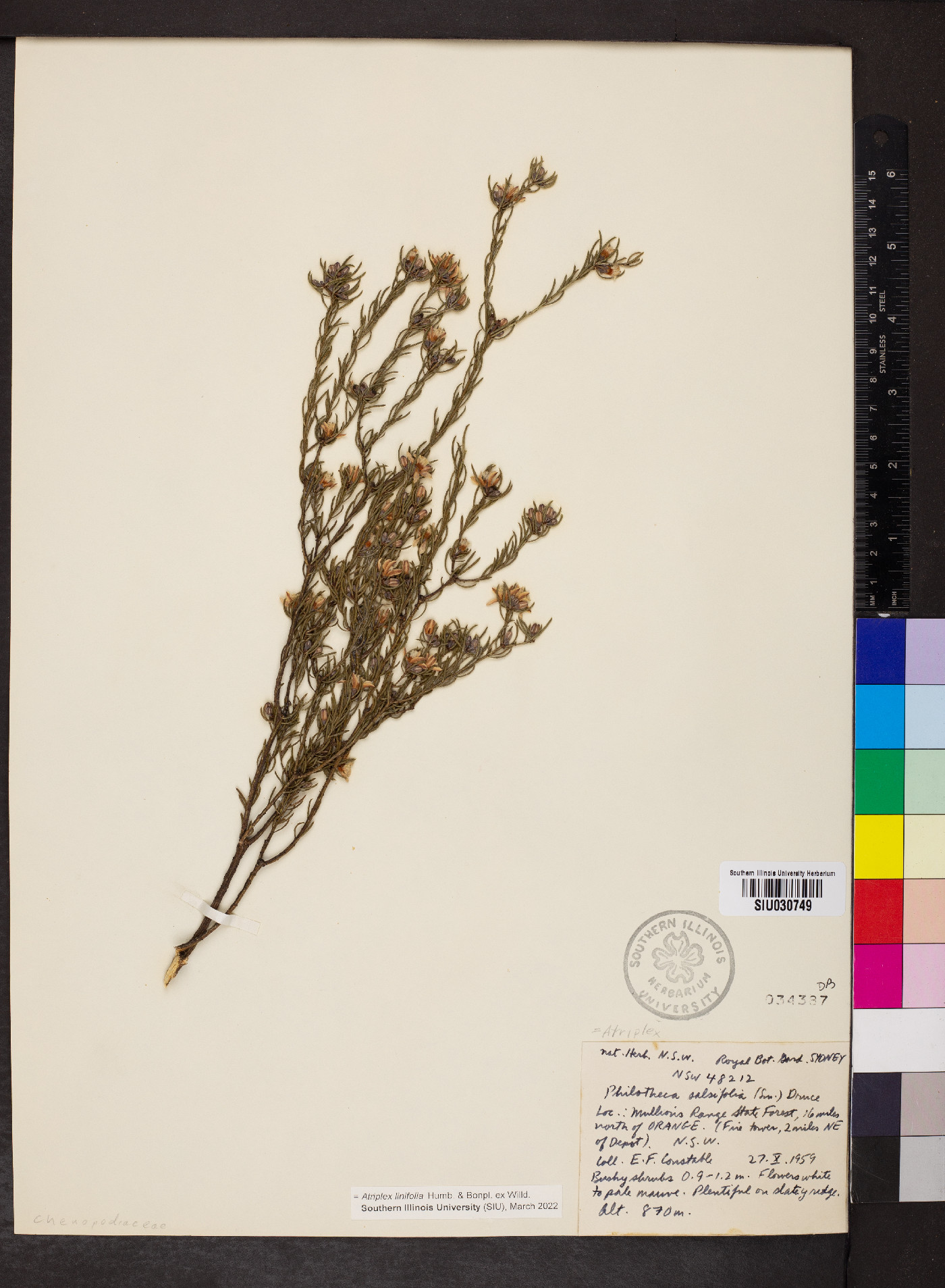 Atriplex linifolia image