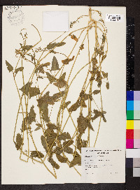 Atriplex prostrata image