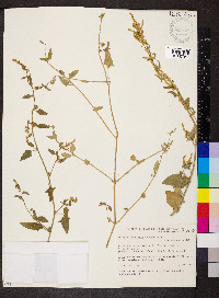 Atriplex prostrata image