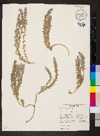 Atriplex quadrivalvata image