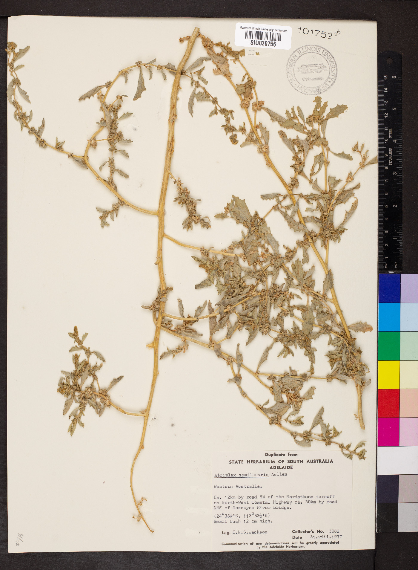 Atriplex semilunaris image