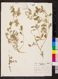 Atriplex semilunaris image