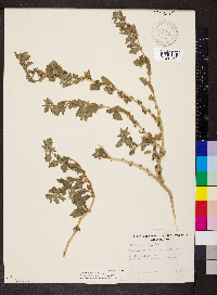 Atriplex suberecta image