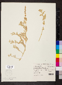 Atriplex velutinella image