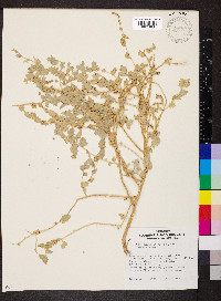 Atriplex velutinella image