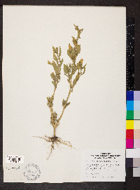 Chenopodium berlandieri image