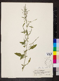 Chenopodium berlandieri image