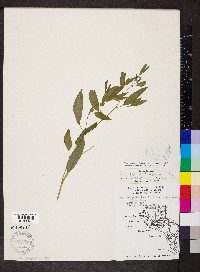 Chenopodium berlandieri image