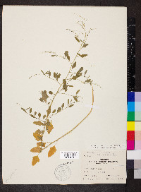 Chenopodium berlandieri image