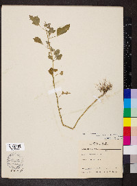 Chenopodium album var. missouriense image