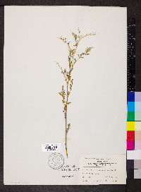 Chenopodium standleyanum image