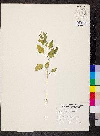 Chenopodium standleyanum image